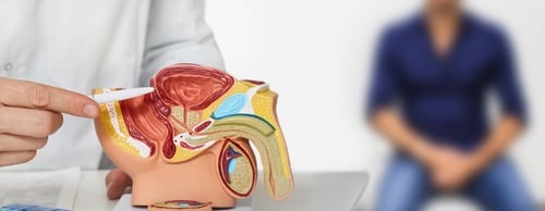 Urologist explaining male reproductive system model during consultation; male patient in background discussing possible infertility issues.